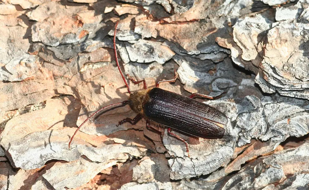 松树皮上的长角甲虫 Tragosoma depsarium