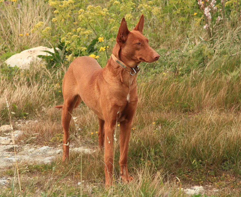马耳他锡杰维郊野的法老王猎犬